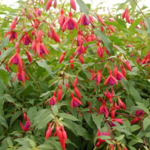 Fuchsia 'Bernisser Hardy', Hardy Fuchsia
