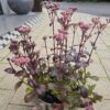 Sedum Black Night in Atlantis Pot