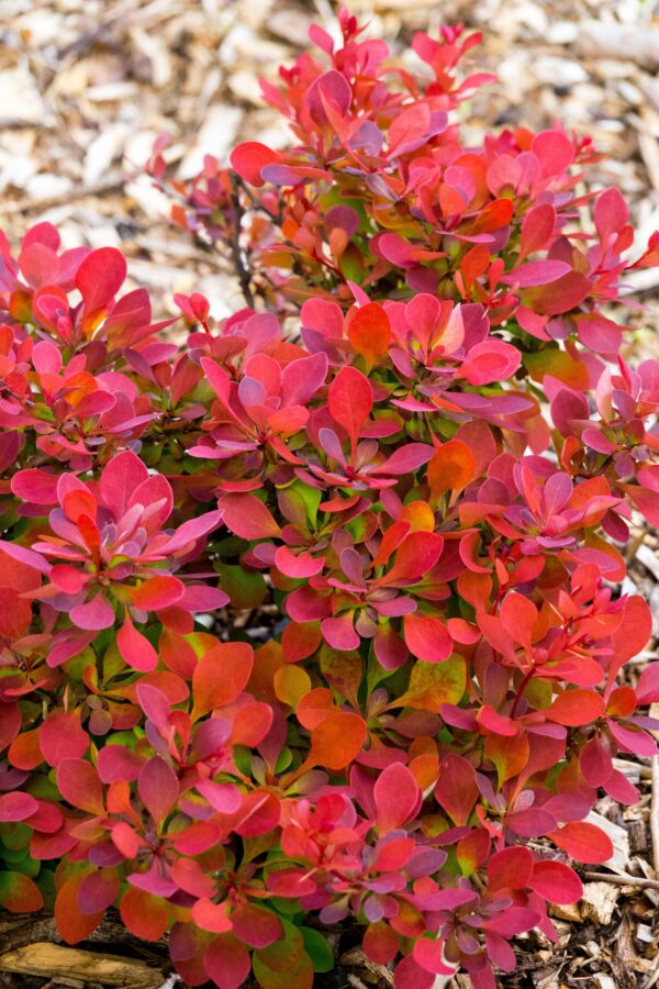 Berberis thun. 'ruby star'