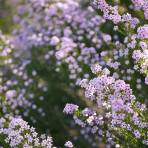Diosma 'pulchella'
