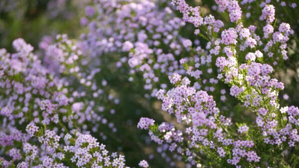 Diosma 'pulchella'