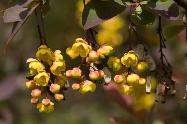 Berberis media 'red jewel'