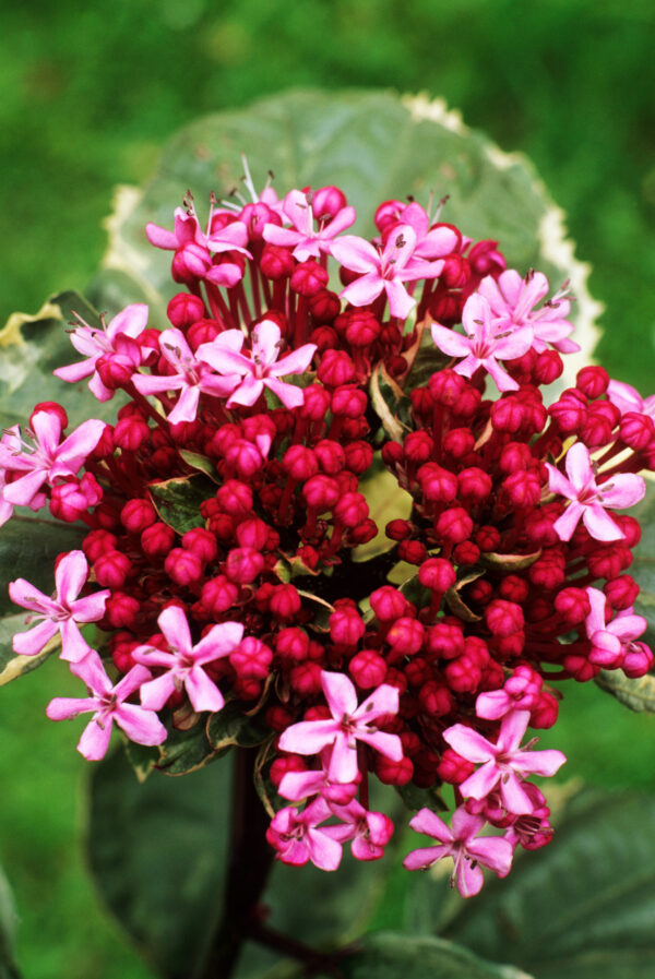 Clerodendrum bungei 'Pink Diamond'