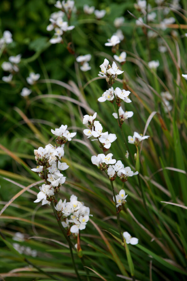 Libertia Grandiflora