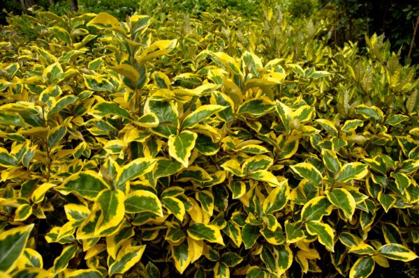 Elaeagnus × ebbingei 'Gilt Edge' - Golden Variegated Elaeagnus