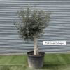 Olive Tree / Olea Europaea - 40-50cm girth - 90L 40-50cm girth, full head of foliage