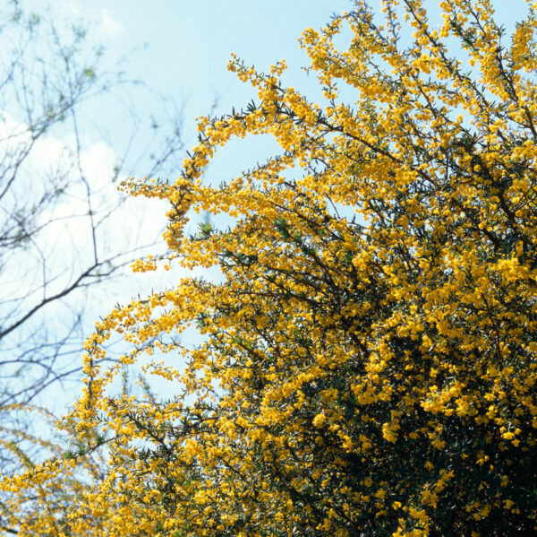 Berberis stenophylla