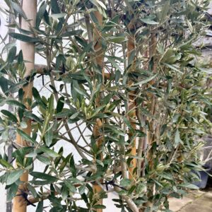 Olive / Olea europaea 1/2 Standard Espalier