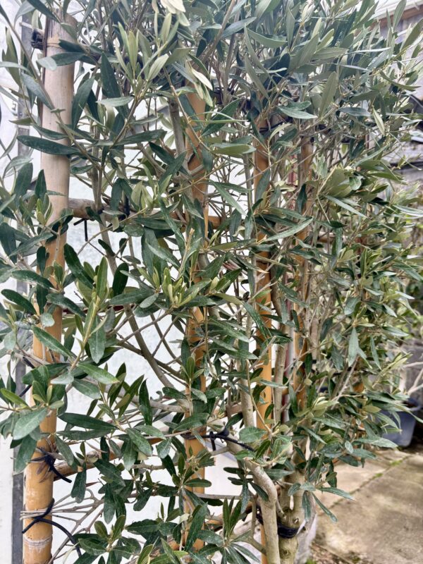 Olive / Olea europaea 1/2 Standard Espalier