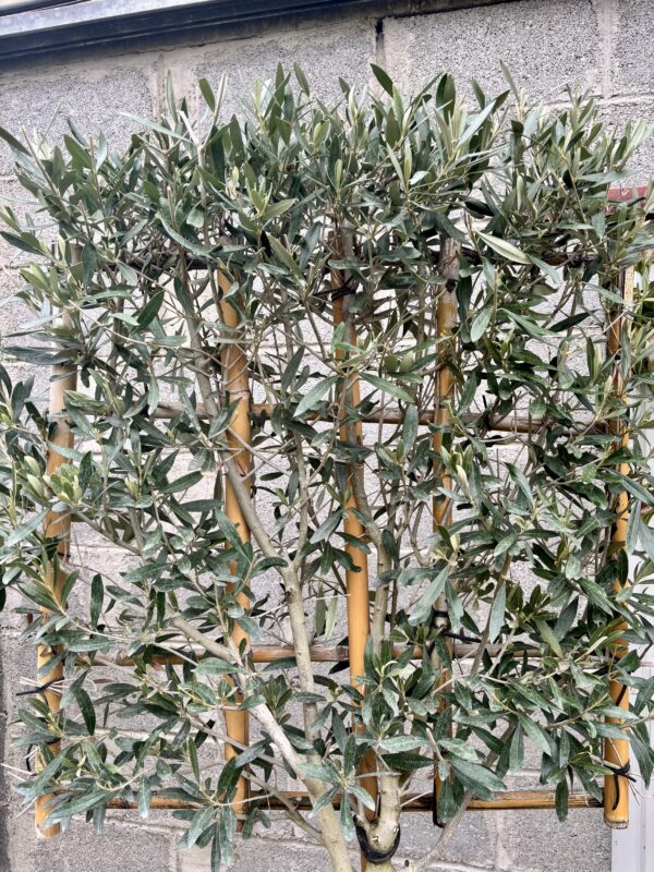 Olive / Olea europaea 1/2 Standard Espalier - Image 3