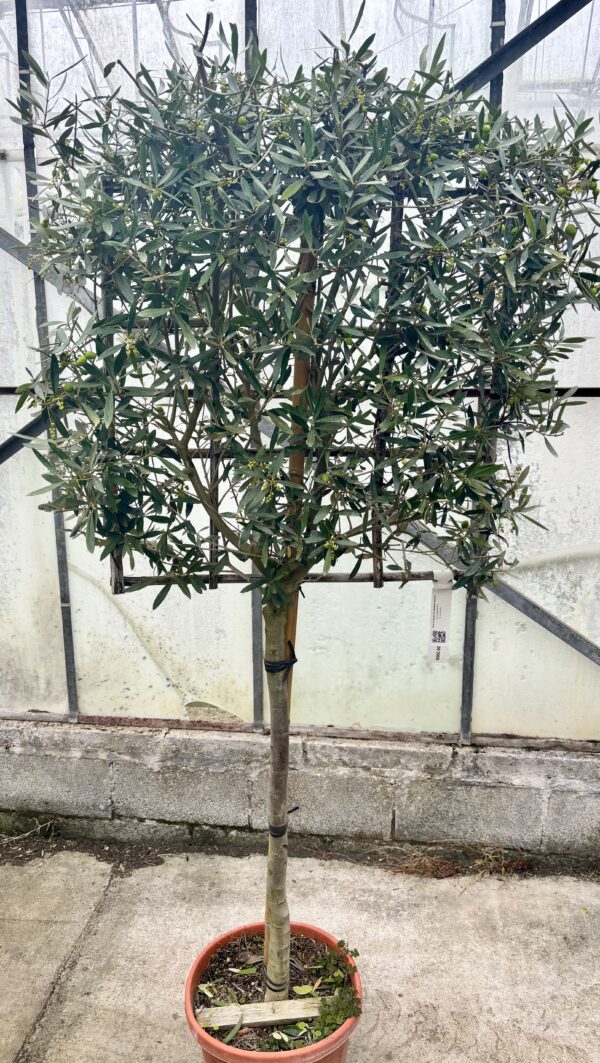 Olive / Olea europaea 1/2 Standard Espalier - Image 2