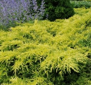 Juniperus x media 'Pfitzeriana Aurea'