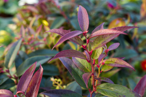 Leucothoe keiskei 'Royal Ruby' (Keisk's Leucothoe)