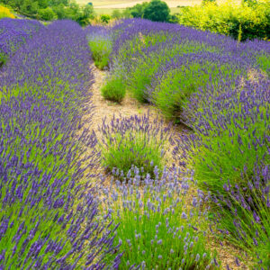 Lavender x intermedia 'grosso'
