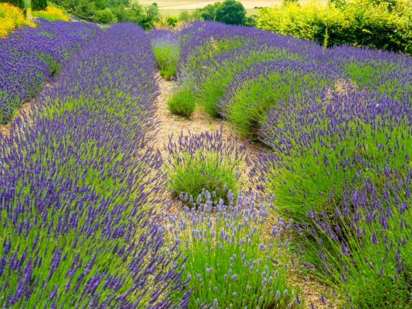Lavender x intermedia 'grosso'