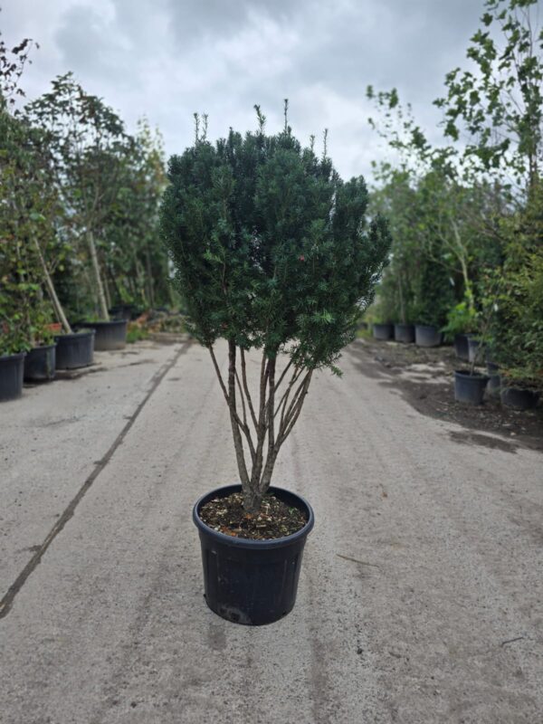 Taxus bacatta / Yew Multistem Parachute Form