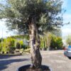 Olea europaea / Mature Olive Tree 80cm girth - 350L, Taller height 270-325cm