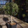 Olive Tree quarter standard /Olea europaea - 20L quarter standard
