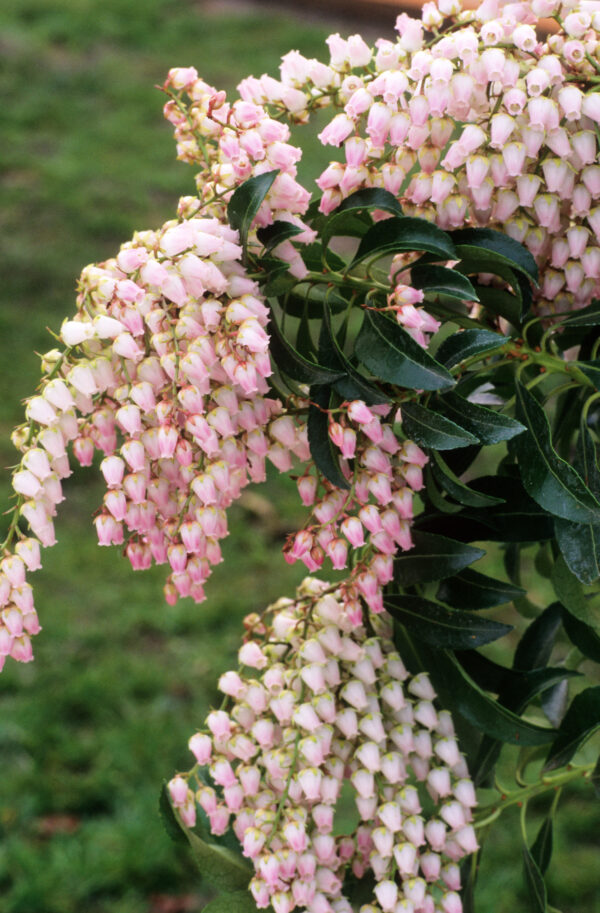 Pieris Japonicus Cupido