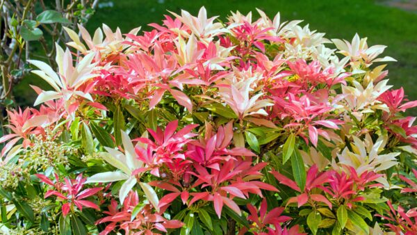Pieris Mountain Fire