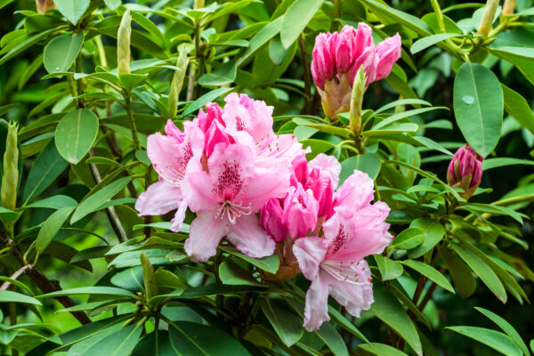 Rhododendron 'Albert Schweitzer'