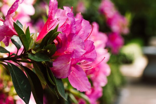Rhododendron Anne Frank