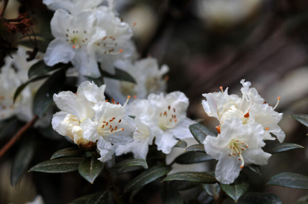Rhododendron 'Cream Crest'