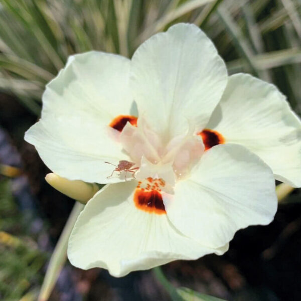 Dietes grandiflora 'Milky Way' - Variegated Wild Iris