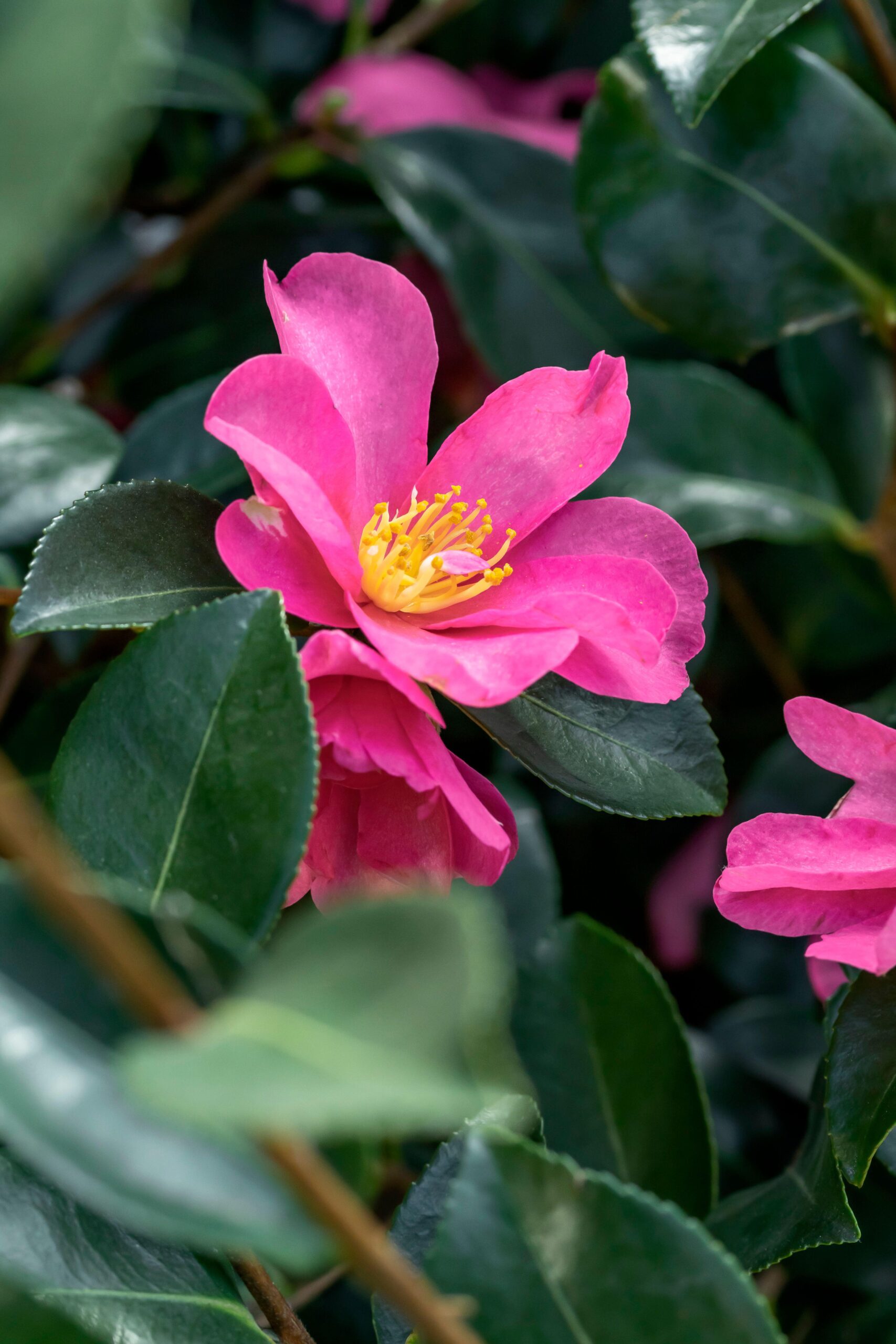 Camellia Sasanqua Hiryu