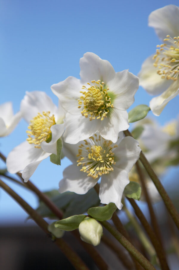 Helleborus Advent Star