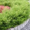 Ilex crenata - 9cm Pot
