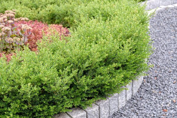 Ilex crenata