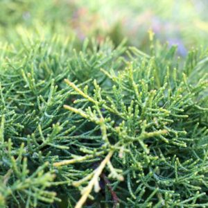 Juniperus Prince of Wales
