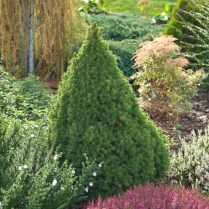 Picea glauca conica in an Irish garden border