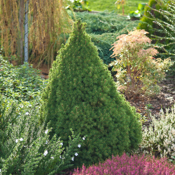 Picea glauca conica in an Irish garden border