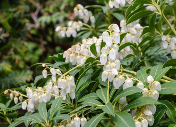 Pieris Japonica purity blooming in Ireland