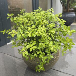 Pittosporum 'Abbotsbury Gold' in Atlantis planter