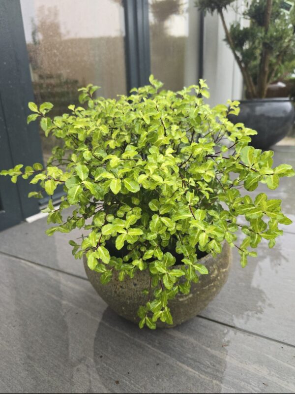 Pittosporum 'Abbotsbury Gold' in Atlantis planter