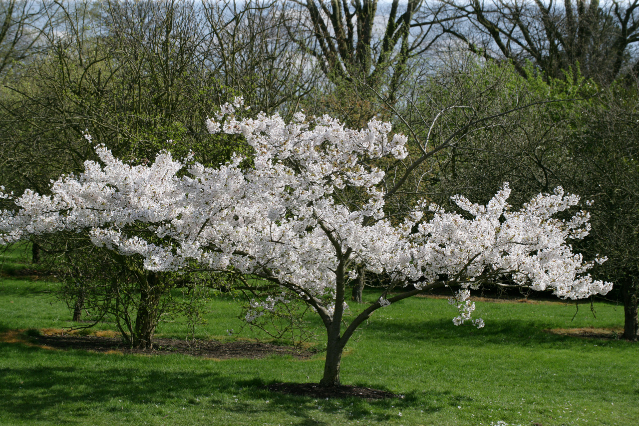Prunus yedoensis