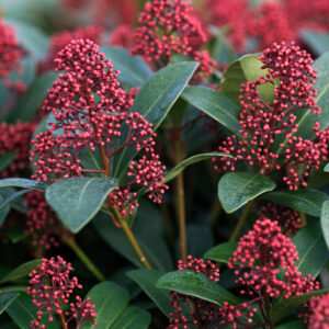 Skimmia Jap. Rubella