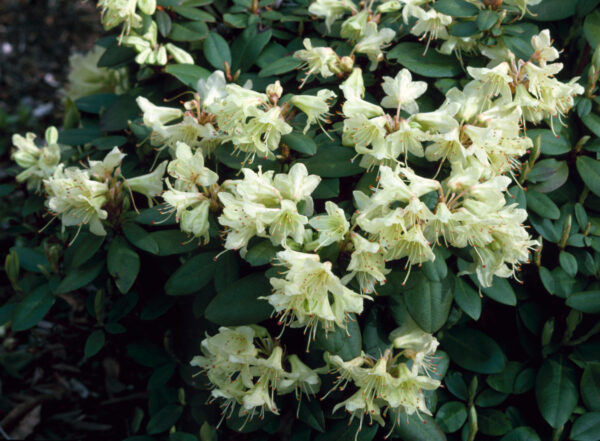 Rhododendron Shamrock