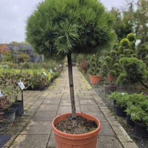 Pinus nigra 'Pierrick Bregeon'