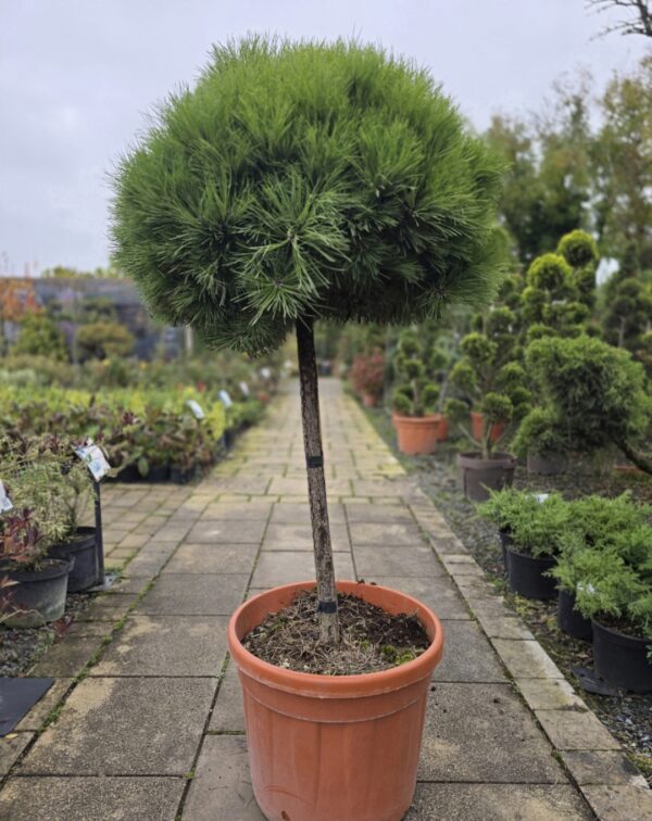 Pinus nigra 'Pierrick Bregeon'