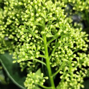 Skimmia japonica 'finchy'