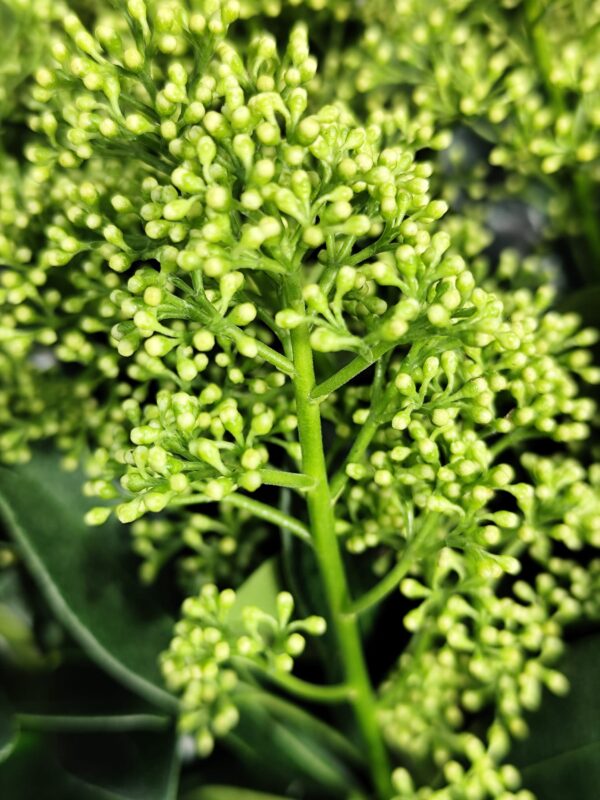 Skimmia japonica 'finchy'