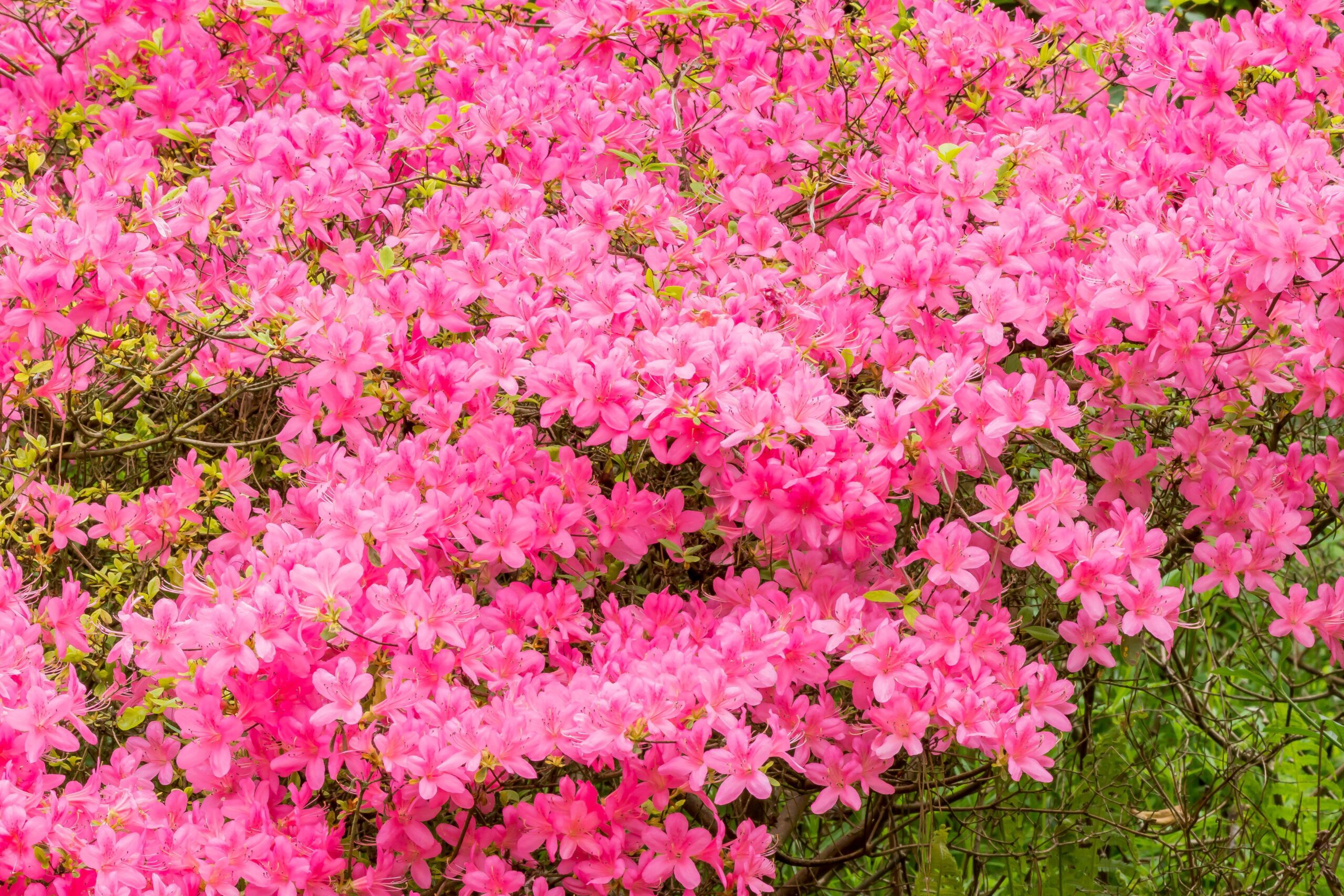 Azalea 'blaauws pink'