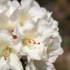 Rhododendron 'Pleasant White' - 5L pot