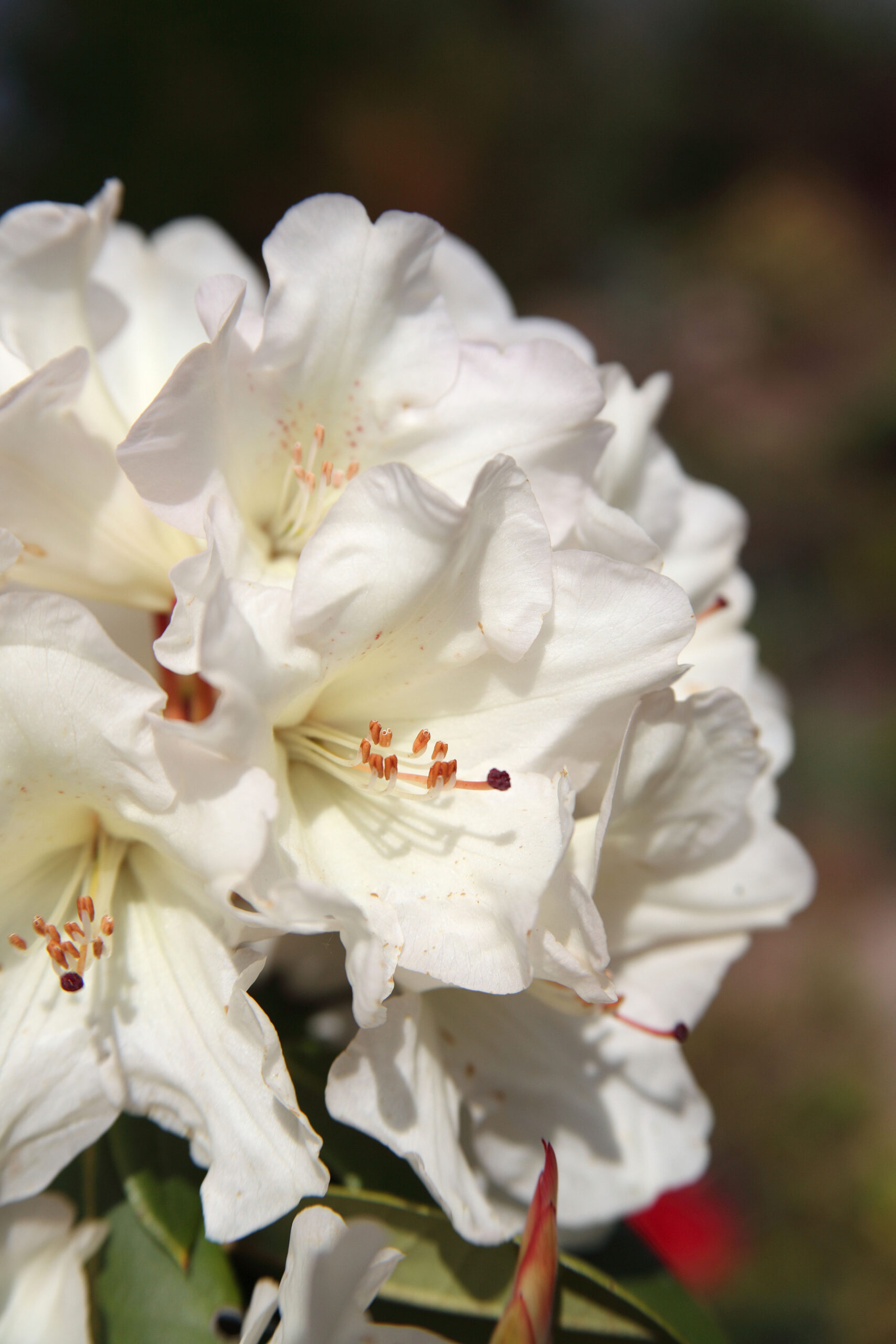Rhododendron 'Pleasant White'