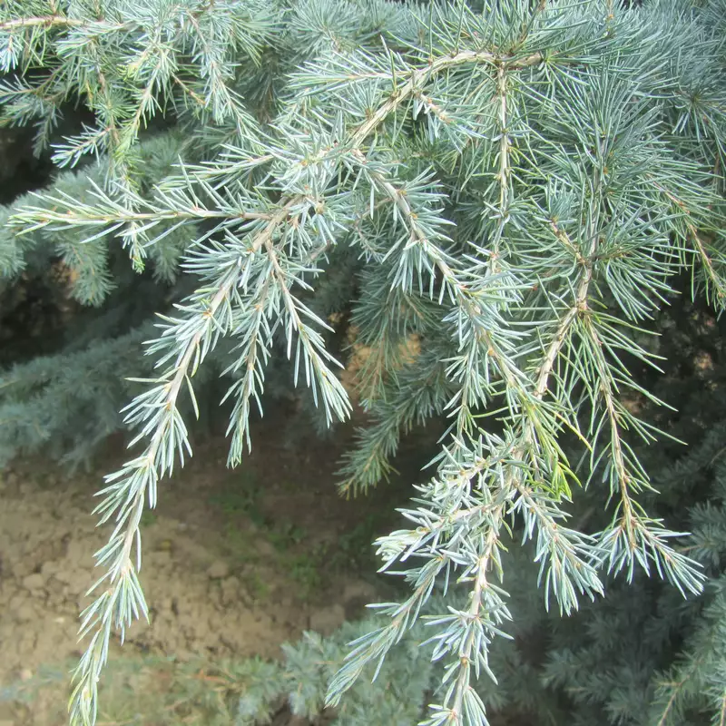 Dwarf deodar Cedar