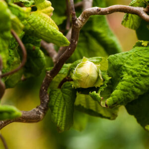 Corylus avellana contorta